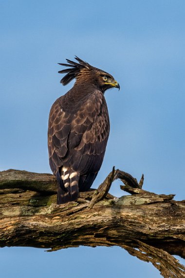 110 Masai Mara, afrikaanse zwarte kuifarend.jpg